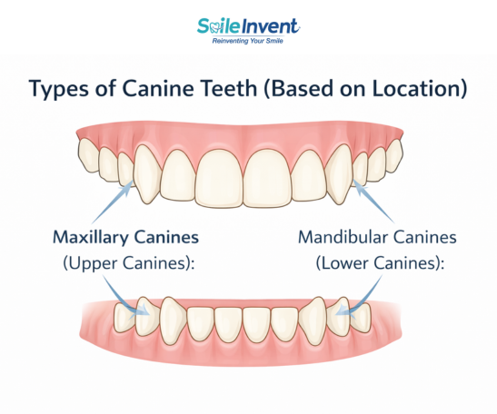 What Is A Canine Tooth Function Importance Smile Invent What Is A Canine Tooth Function Importance Smile Invent
